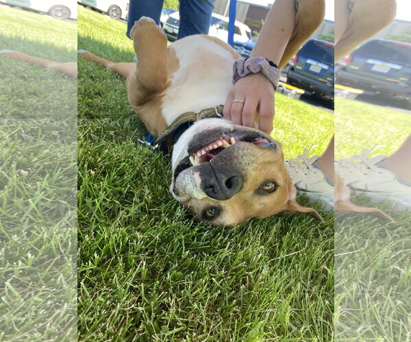Medium Photo #3 American Pit Bull Terrier-Unknown Mix Puppy For Sale in Hillsboro, MO, USA