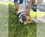Small #2 American Pit Bull Terrier Mix