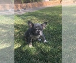 Small Photo #6 French Bulldog Puppy For Sale in CITY INDUSTRY, CA, USA
