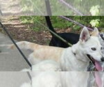 Small #1 Feist Terrier Mix