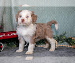 Puppy Nash Bernedoodle (Miniature)