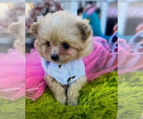Medium Photo #9 Pomeranian Puppy For Sale in PALM BEACH, FL, USA