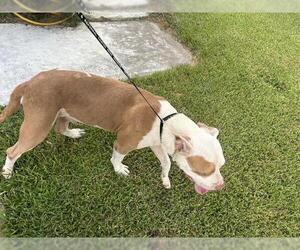 American Pit Bull Terrier Dogs for adoption in Houston, TX, USA