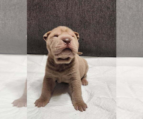 Medium Photo #14 Chinese Shar-Pei Puppy For Sale in SHAWNEE, OK, USA