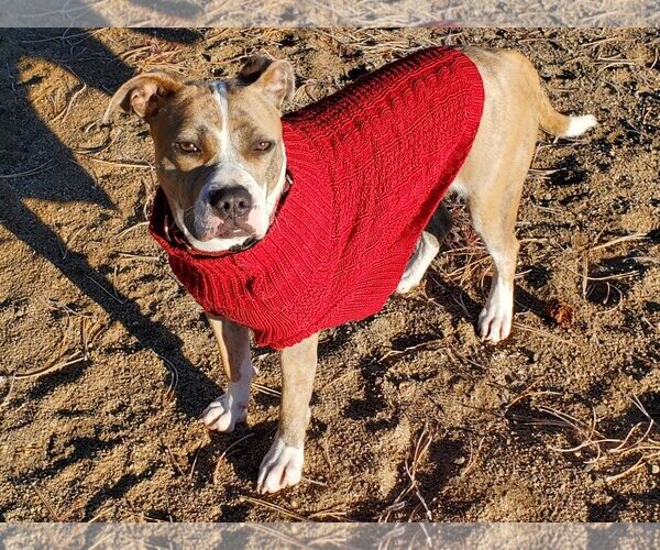 Medium Photo #4 American Pit Bull Terrier-Unknown Mix Puppy For Sale in Incline Village, NV, USA
