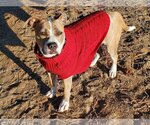Small #3 American Pit Bull Terrier Mix