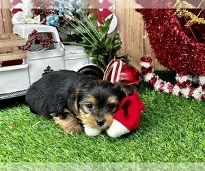 YorkiePoo Puppy for Sale in CASSVILLE, Missouri USA