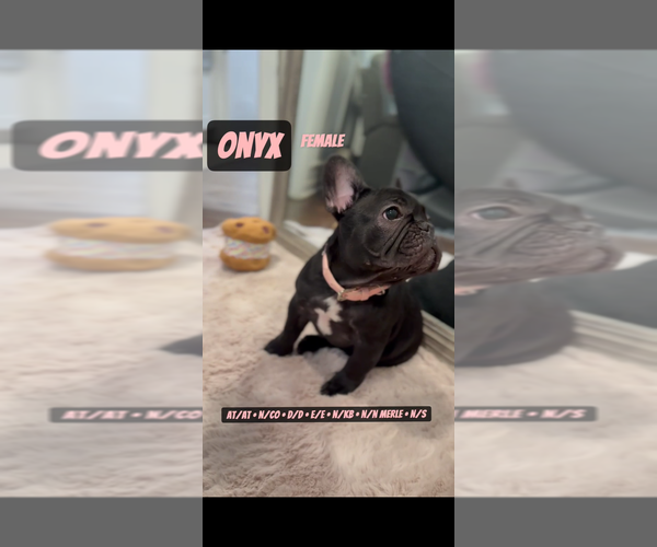 Medium Photo #3 French Bulldog Puppy For Sale in MUNSTER, IN, USA