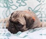 Small Photo #6 Pug Puppy For Sale in CHARLOTT HALL, MD, USA