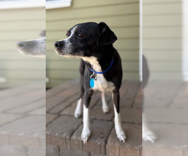 Medium Photo #7 Chihuahua-Unknown Mix Puppy For Sale in St. Louis Park, MN, USA