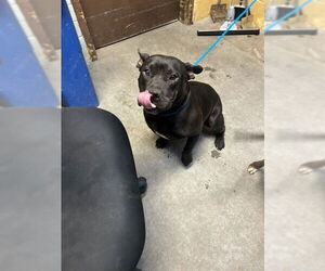 Mutt Dogs for adoption in Stockton, CA, USA