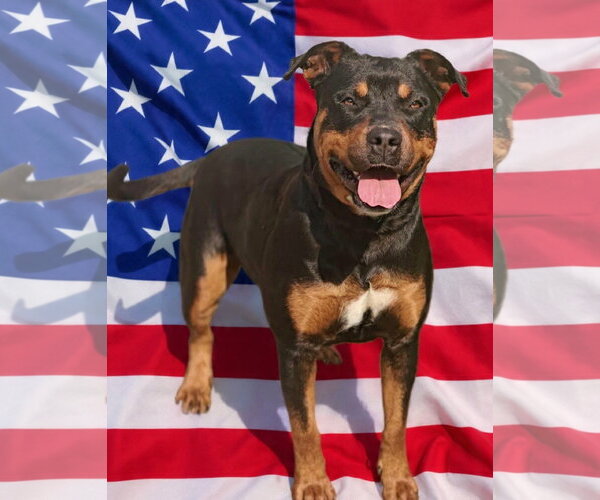 Medium Photo #3 Rottweiler-Unknown Mix Puppy For Sale in Talladega, AL, USA