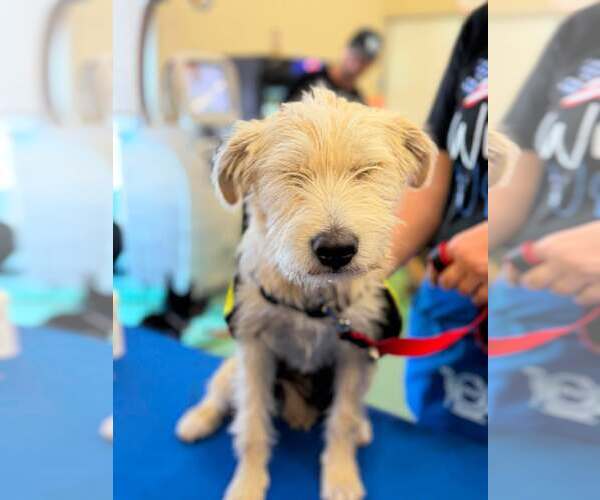 Medium Photo #4 Poocan Puppy For Sale in Turlock, CA, USA