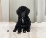 Small Poodle (Standard)