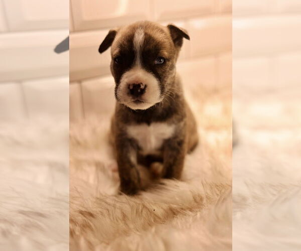 Medium Photo #2 Bulldog-Unknown Mix Puppy For Sale in Duluth, MN, USA