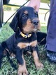 Small Photo #9 Gordon Setter Puppy For Sale in PADUCAH, KY, USA