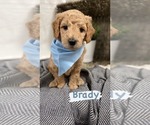 Puppy 5 Goldendoodle