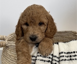 Goldendoodle Puppy for Sale in GILBERT, Arizona USA