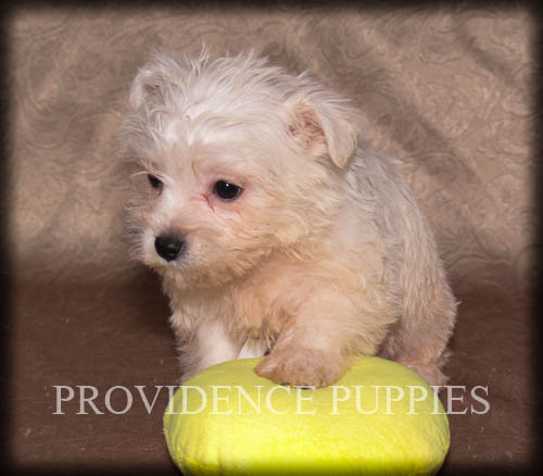 Medium Photo #1 Wee-Poo Puppy For Sale in WAYLAND, IA, USA