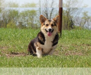 Mother of the Pembroke Welsh Corgi puppies born on 08/31/2021