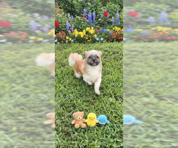 Medium Photo #7 Shih Tzu Puppy For Sale in Weston, FL, USA
