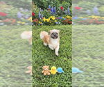 Small #6 Shih Tzu