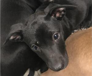 Labrador Retriever-Unknown Mix Dogs for adoption in Conroe, TX, USA