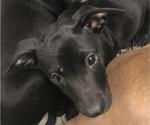 Small Labrador Retriever Mix