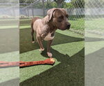 Small #1 Staffordshire Bull Terrier Mix