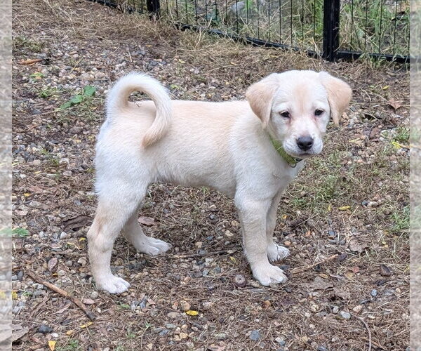 Medium Photo #2 Labrador Retriever-Unknown Mix Puppy For Sale in Des Moines, IA, USA