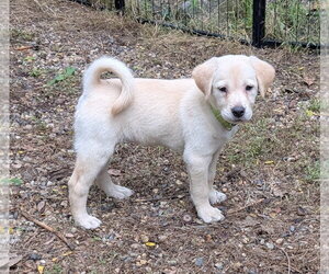 Sky - Female Labrador Retriever-Unknown Mix Dog for Adoption - Photo #2