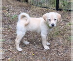 Small Photo #2 Labrador Retriever-Unknown Mix Puppy For Sale in Des Moines, IA, USA