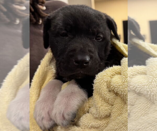 Medium Photo #10 Mutt Puppy For Sale in Sanford, FL, USA