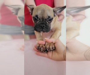 French Bulldog Puppy for sale in TAMPA, FL, USA