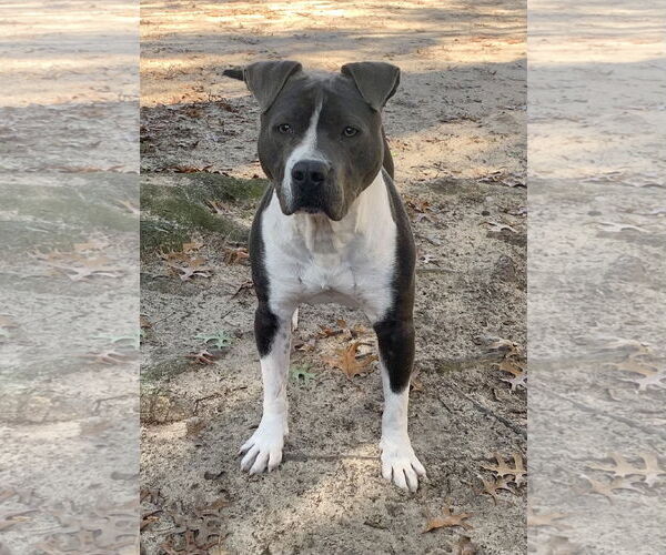 Medium Photo #22 American Bulldog Puppy For Sale in Lexington, SC, USA