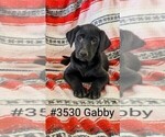 Puppy Gabby Labrador Retriever