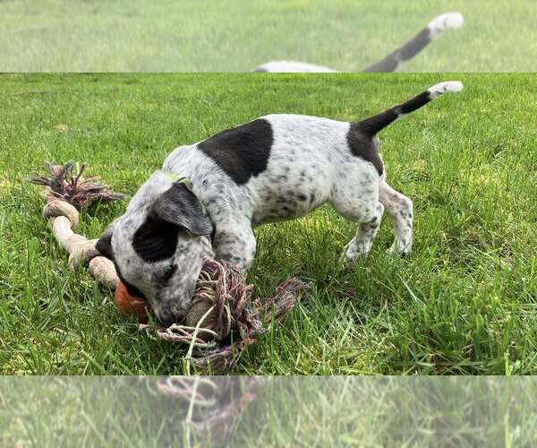 Medium Photo #4 Pointer-Unknown Mix Puppy For Sale in Bellingham, WA, USA