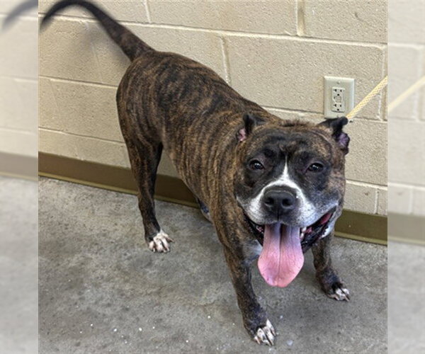 Medium Photo #1 Boxer-Staffordshire Bull Terrier Mix Puppy For Sale in Texas City, TX, USA