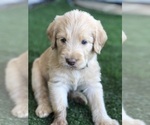 Small Photo #25 Labradoodle Puppy For Sale in FLORENCE, TX, USA