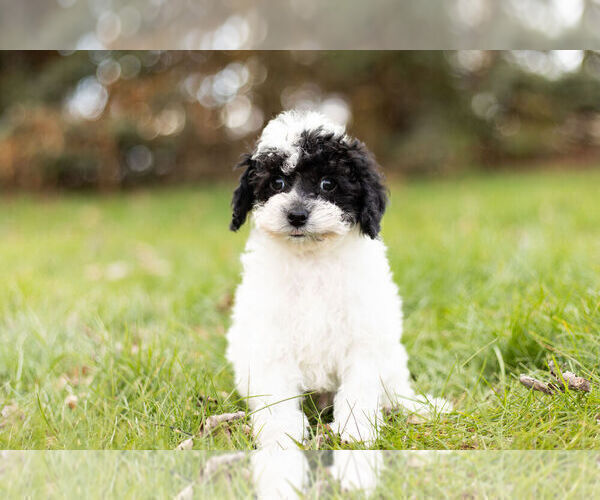 Medium Photo #5 Poodle (Miniature) Puppy For Sale in WARSAW, IN, USA
