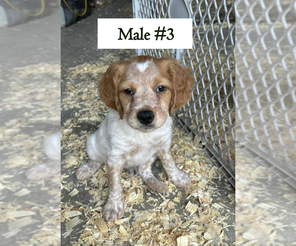 Medium Photo #5 Brittany Puppy For Sale in BATESVILLE, IN, USA
