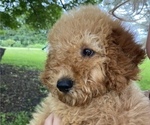 Puppy Banks Poodle (Miniature)