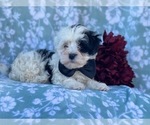 Small Photo #6 Maltipoo Puppy For Sale in LAKELAND, FL, USA