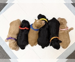 Poodle (Toy) Puppy for sale in DALLAS, TX, USA