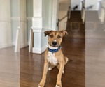 Small #1 American Pit Bull Terrier Mix