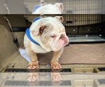 Small Photo #3 English Bulldog Puppy For Sale in HOUSTON, TX, USA