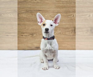 Scarlett Rose - Female American Pit Bull Terrier-Unknown Mix Dog for Adoption - Photo #2