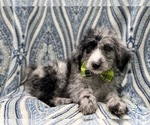 Small Photo #10 Old English Sheepdog-Poodle (Miniature) Mix Puppy For Sale in LAKELAND, FL, USA