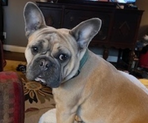 Father of the French Bulldog puppies born on 06/04/2025