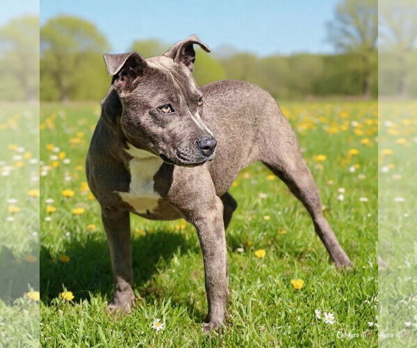 Medium Photo #3 Mutt Puppy For Sale in Talladega, AL, USA